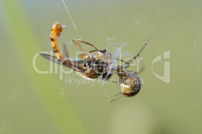 Spider and its prey