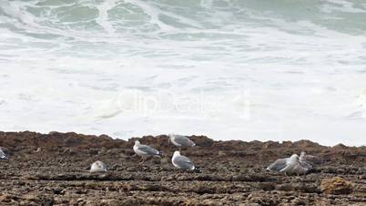 Sea Gull Sitting on a Rock, background of stormy ocean