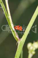 Dewy ladybug crawling on grass