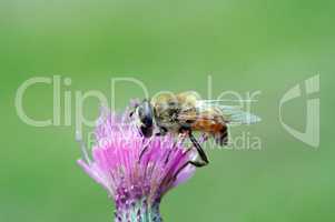 Dusting - Syrphyd fly on the bloom