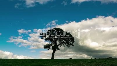 Fluffy Clouds over the Lonely Tree on Green Field, timelapse