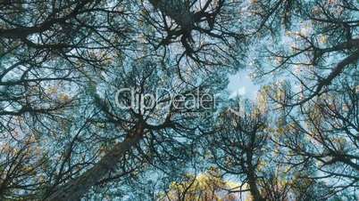 Look Up from Under Cedar Tree Crowns, sunny day
