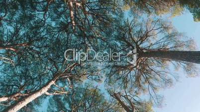 Look Up from Under Cedar Tree Crowns, sunny day