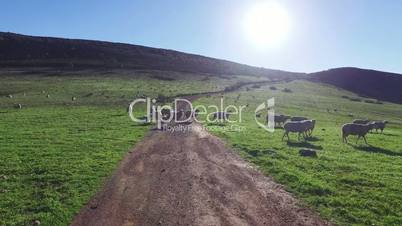 Flock of Sheep Grazing in Mountains, sunny day