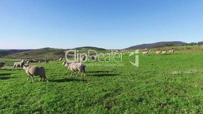 Flock of Sheep Grazing in Mountains, sunny day