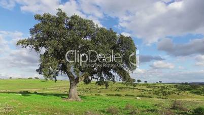 Lonely Oak Tree on a Winter Meadow, sunny day