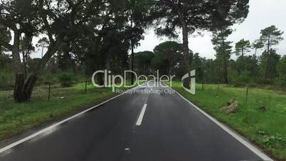 Driving on a Road in Rainy Forest, cloudy weather