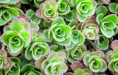 Green background of a plant