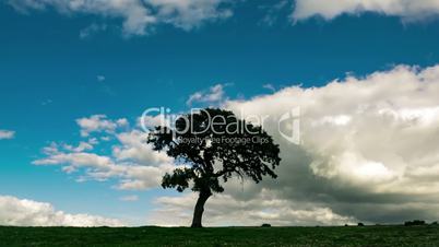 Fluffy Clouds over the Lonely Tree on Green Field, zoom timelapse
