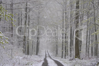 Buchen mit Neuschnee im April