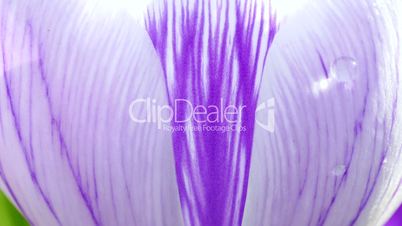 Weiss-lila Krokusblüte