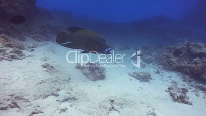Napoleon Fish on Coral Reef, underwater scene