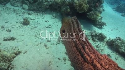 Murena on Coral Reef, underwater scene