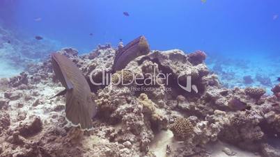 Napoleon Fish and Moray on Coral Reef, underwater scene