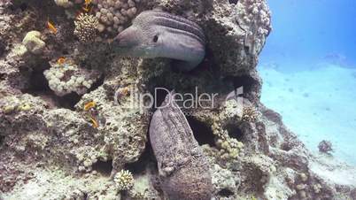 Two Murena on Coral Reef, underwater scene