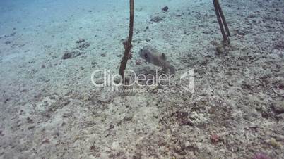 Puffer Fish on Coral Reef, underwater scene