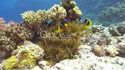 Clown Anemonefish on Coral Reef, underwater scene