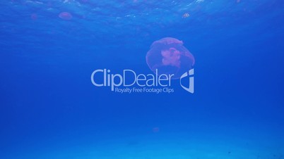 Beautiful Jellyfish Floating Among Coral Reef, underwater scene
