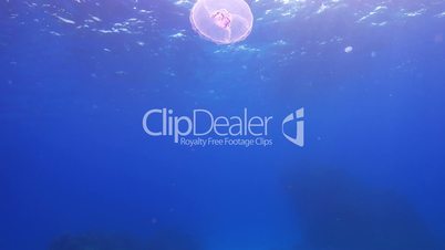 Beautiful Jellyfish Floating Among Coral Reef, underwater scene