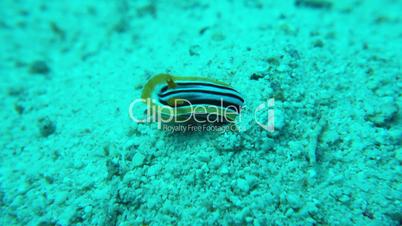 Vibrant Sea Slug on Coral Reef, macro