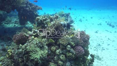 African Lionfish on Coral Reef, Red sea