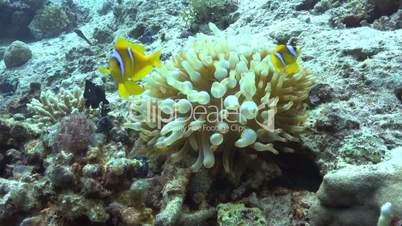 Clown Anemonefish on Coral Reef, underwater scene