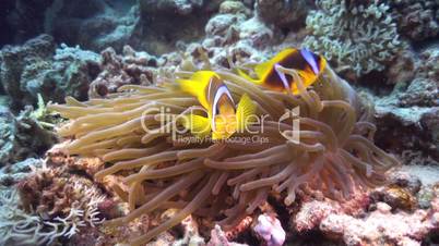 Clown Anemonefish on Coral Reef, underwater scene