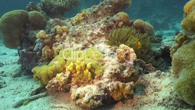 Clown Anemonefish on Coral Reef, underwater scene