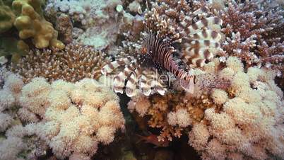 African Lionfish on Coral Reef, Red sea