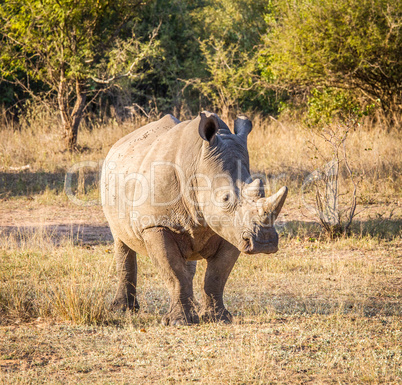 Starring White rhino in the Kruger National Park