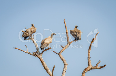 White-backed Vultures in a tree in the Kruger National Park