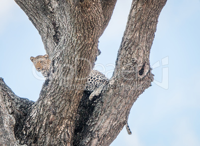 Leopard in a tree in the Kruger National Park