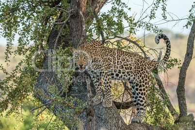 Leopard in a tree in the Kruger National Park