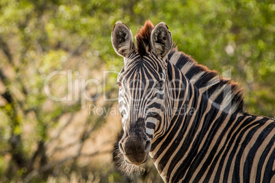 Starring Zebra in the Kruger National Park