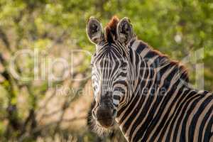 Starring Zebra in the Kruger National Park