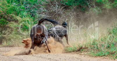 Fighting Blue wildebeest in the Kruger National Park