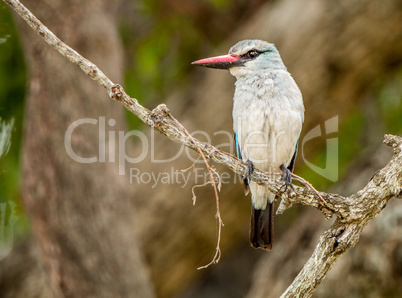 Woodland kingfisher on a branch in the Kruger National Park