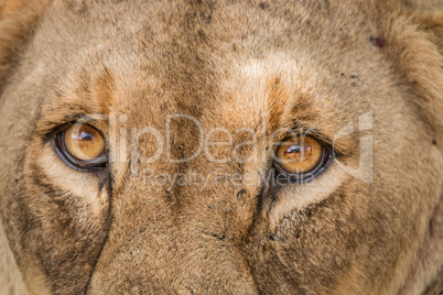 Eyes of a Lioness in the Kruger National Park