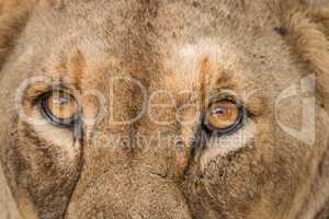 Eyes of a Lioness in the Kruger National Park