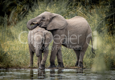 Drinking Elephants in the Kruger National Park