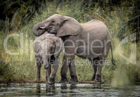 Drinking Elephants in the Kruger National Park