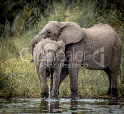 Drinking Elephants in the Kruger National Park