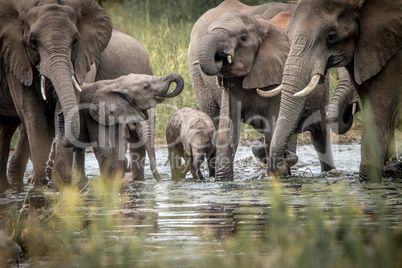 Drinking herd of Elephants in the Kruger National Park