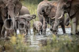 Drinking herd of Elephants in the Kruger National Park