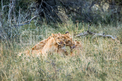 Lioness with cubs in the Kruger National Park