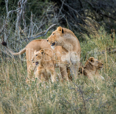 Lioness with cubs in the Kruger National Park
