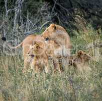Lioness with cubs in the Kruger National Park