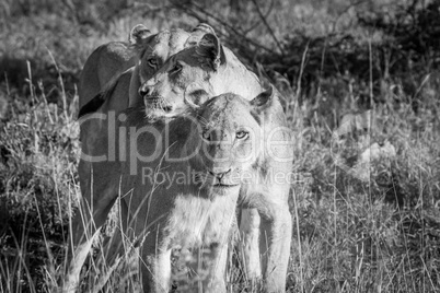Bonding Lions in black and white in the Kruger National Park