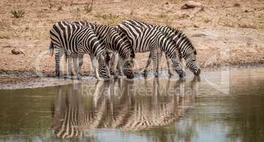 Drinking Zebras in the Kruger National Park