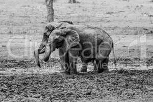 Two Elephants taking a mud bath in black and white in the Kruger National Park